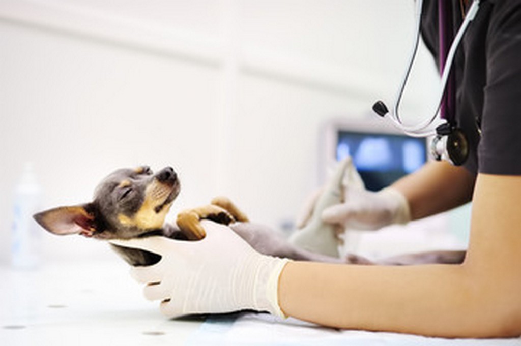 Aparelho de ultrassom veterinário portátil